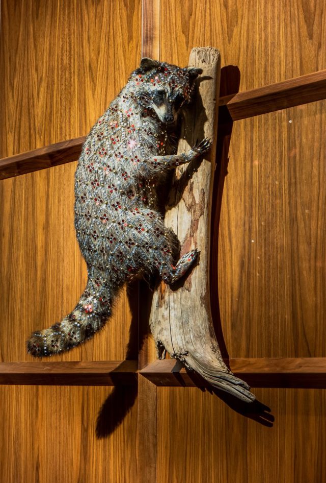 Bedazzled raccoon sculpture on the wall of our restaurant in Des Moines